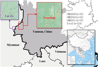 Genetic Diversity and Natural Selection of Plasmodium vivax Duffy Binding Protein-II From China-Myanmar Border of Yunnan Province, China